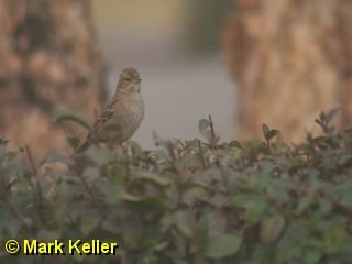 CRW_0930 * unidentified