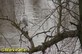 CRW_1383 * Great Egret