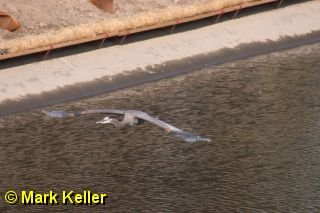 CRW_5569 * Great Blue Heron