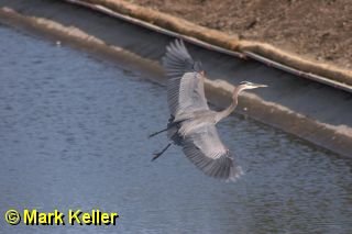 CRW_5576 * Great Blue Heron