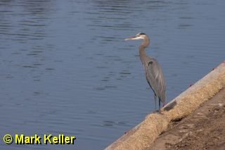 CRW_5582 * Great Blue Heron