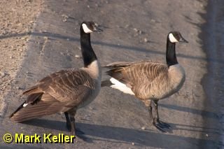 CRW_8108 * Canadian Geese