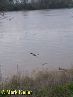 PDRM1260 * Great Blue Heron