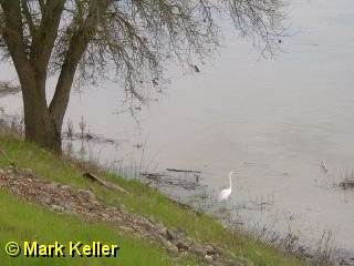 PDRM6242 * Great Egret