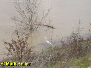PDRM6287 * Great Egret