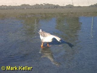 PDRM6777 * Chinese Goose