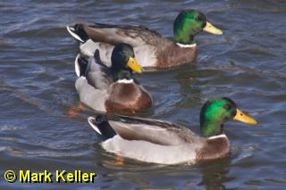 CRW_0264 * Three Mallards