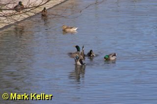 CRW_1005 * Mallard Ducks