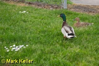 CRW_7018 * Mallard Couple