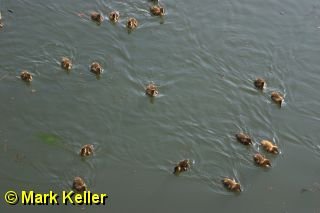 CRW_8088 * Mallard Ducklings