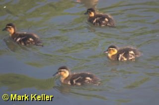 CRW_8098 * Mallard Ducklings
