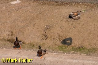CRW_8116 * Three Mallards