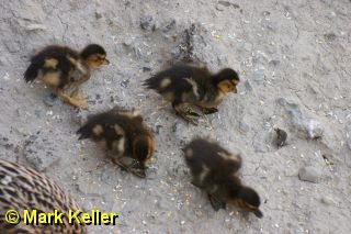 CRW_8119 * Mallard Ducklings