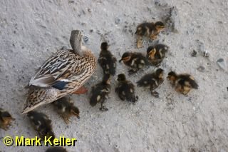 CRW_8121 * Mallard Ducklings