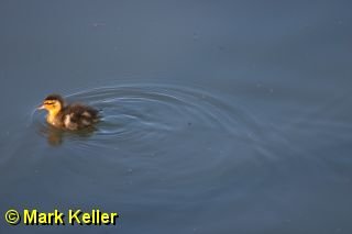 CRW_8125 * Mallard Duckling