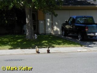 P5050439 * Duck Hunt 2