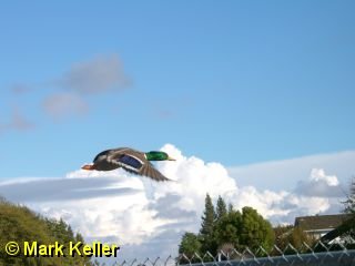 PDRM1017 * Mallard in Flight