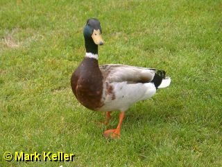 PDRM1453 * Mallard Duck