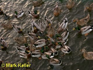 PDRM3029 * Feeding Frenzy