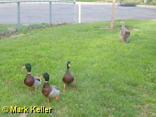 PDRM5830 * Duck Hunt 3