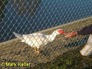 PDRM5892 * Muscovy Feeding Time