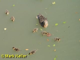 PDRM7528 * Mallard Ducks