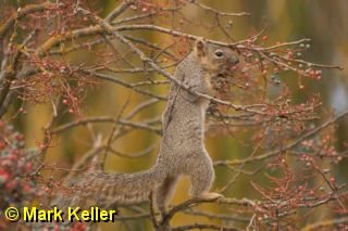 CRW_0618 * Squirrel