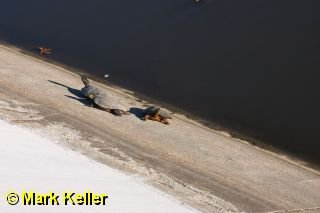 CRW_6589 * Three Turtles at the Pocket Canal